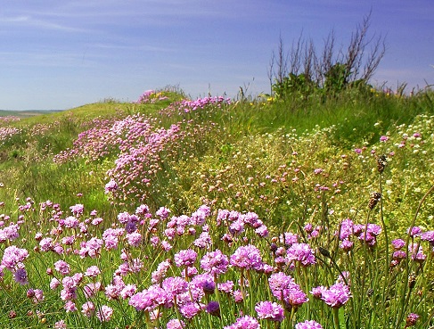 Image for Kippy Heugh Wildflower and Plant Survey